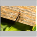 Perithous scurra - Schlupfwespe w01a 11mm det06.jpg